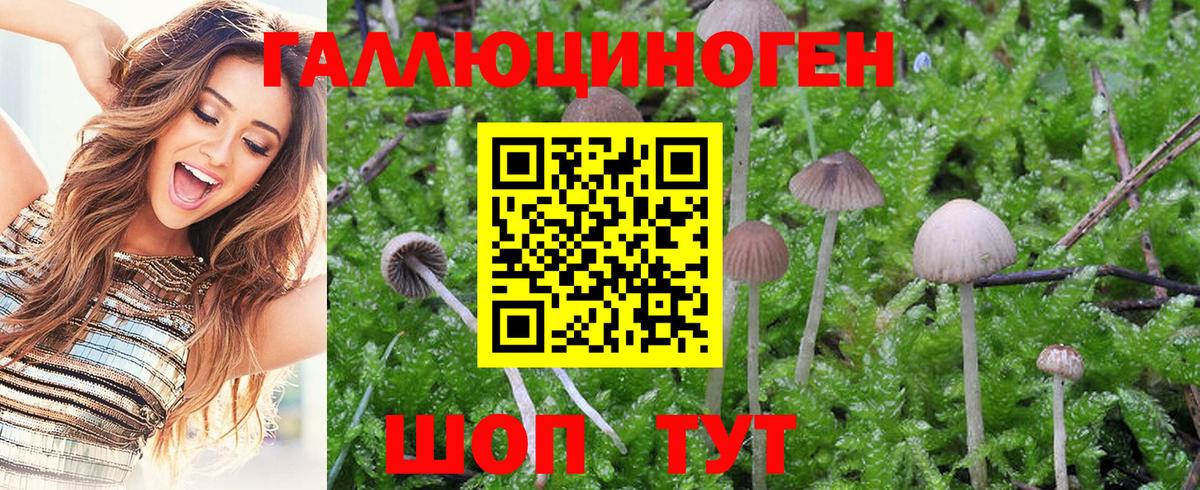 Псилоцибиновые грибы Psilocybine cubensis Хабаровск